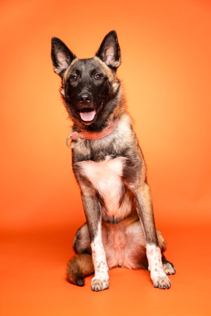 A seated dog with a mix of brown and black fur, featuring a white chest and paws, is positioned against a bright orange background. The dog has perked ears and a happy expression, with its tongue out. It is wearing a collar and appears alert and friendly.