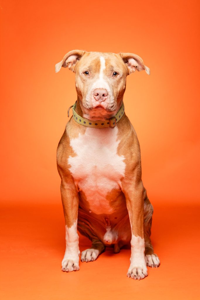 A brown and white dog sits upright against a bright orange background. The dog has a short coat, a sturdy build, and a calm expression. It wears a light green collar with a pattern. The overall mood of the image is warm and inviting.