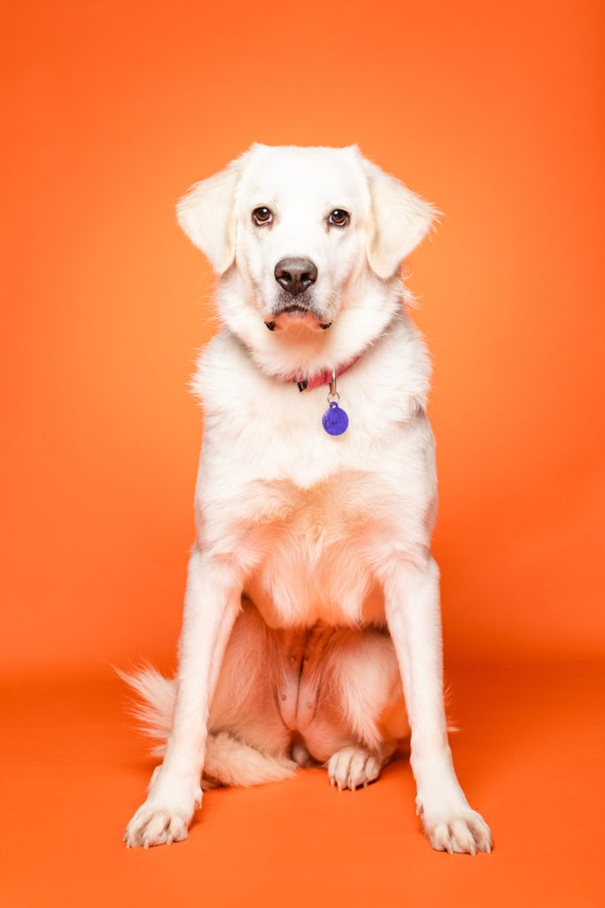 A white dog with a fluffy coat sits upright against a bright orange background. The dog has a calm expression, with its ears perked up and a purple collar around its neck. Its front legs are straight, and its tail is relaxed behind it. The overall mood of the image is cheerful and playful.