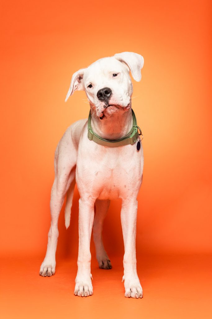 A white dog with a short coat stands against a bright orange background. The dog has a slightly tilted head and a green collar. Its ears are floppy, and it has a curious expression. The dog's body is lean and athletic, with its legs straight and paws positioned firmly on the ground.