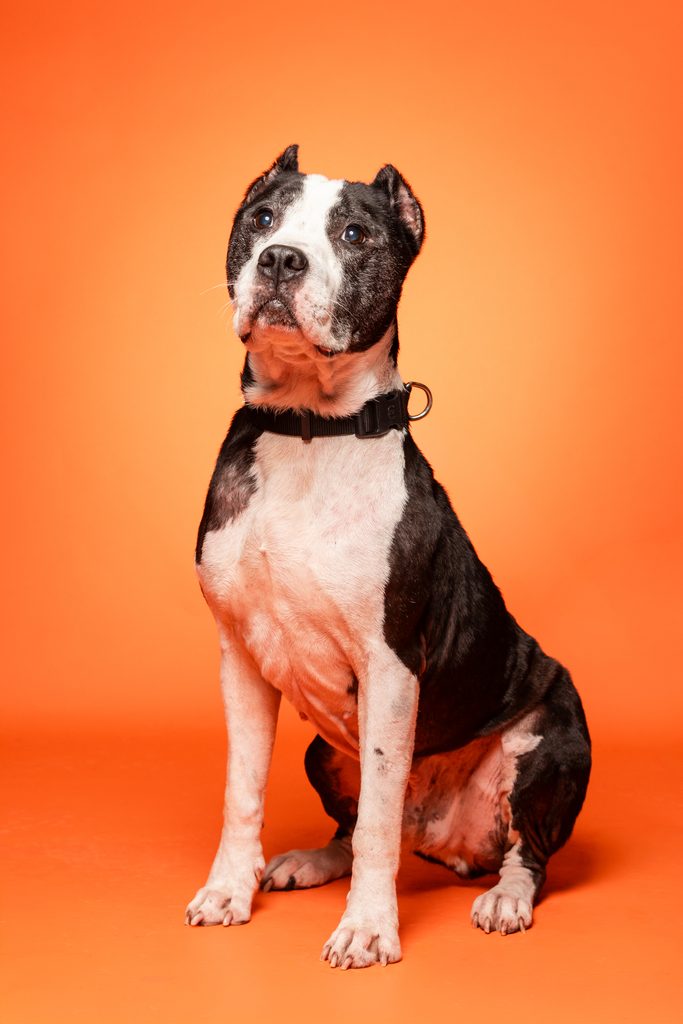 A black and white dog sits against a bright orange background. The dog has a muscular build, with a predominantly white coat featuring black patches. It is wearing a black collar and has an attentive expression, looking slightly to the side. The overall composition highlights the dog's features against the vibrant backdrop.