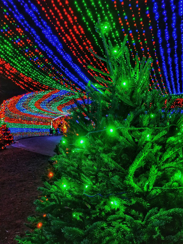 trail-of lights tree