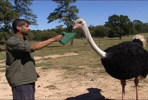 Austin Cooks - Brian Feeding an Ostrich